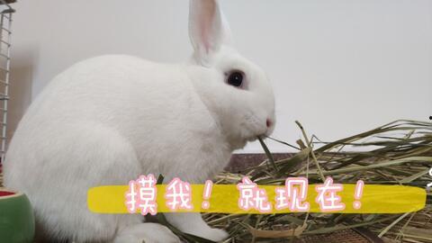 兔子日常爆料视频大全最新,揭秘萌宠生活点滴