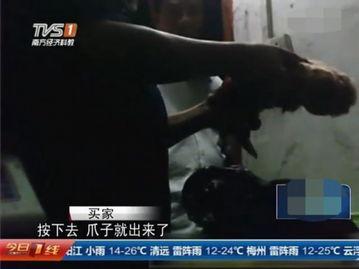 屠宰最新爆料视频下载,屠宰场内幕曝光，触目惊心细节披露