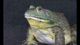 牛蛙养殖场爆料视频最新,最新爆料视频曝光养殖内幕